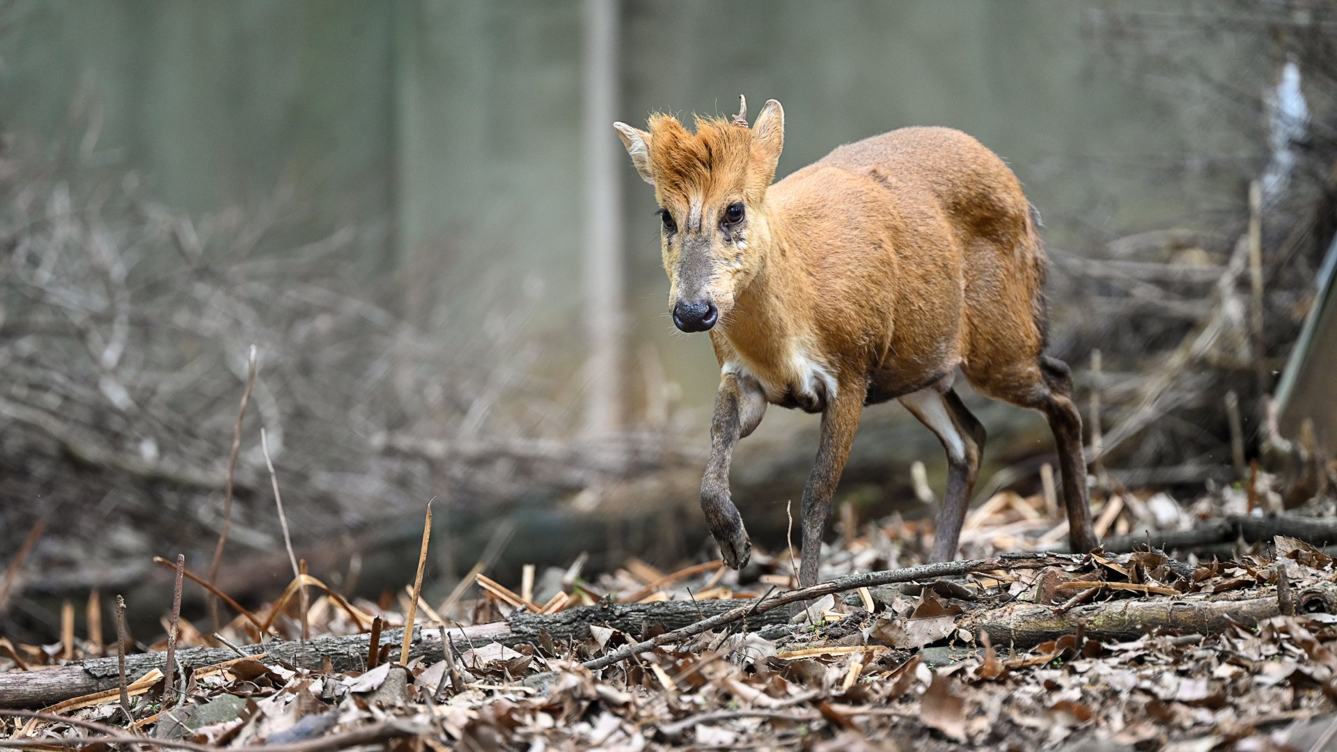 Black muntjac