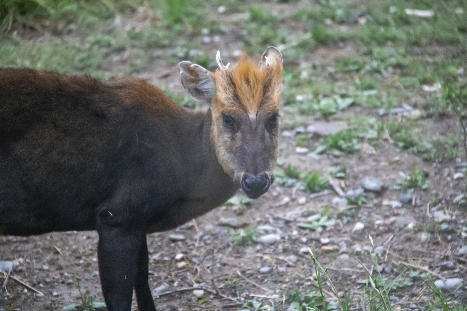Black muntjac