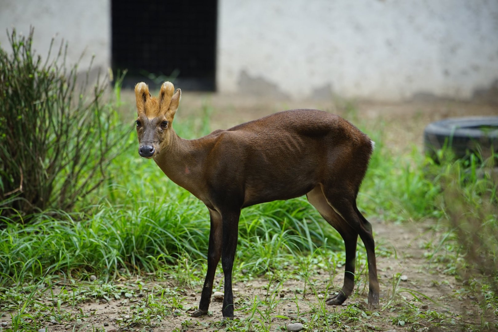 Black Muntjac