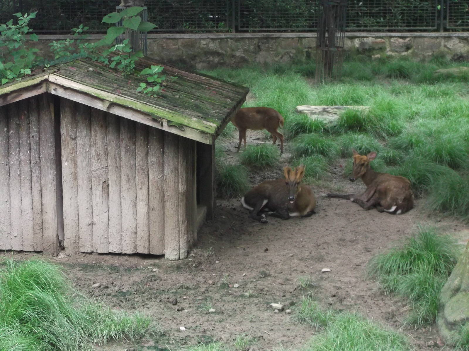 Black Muntjacs again