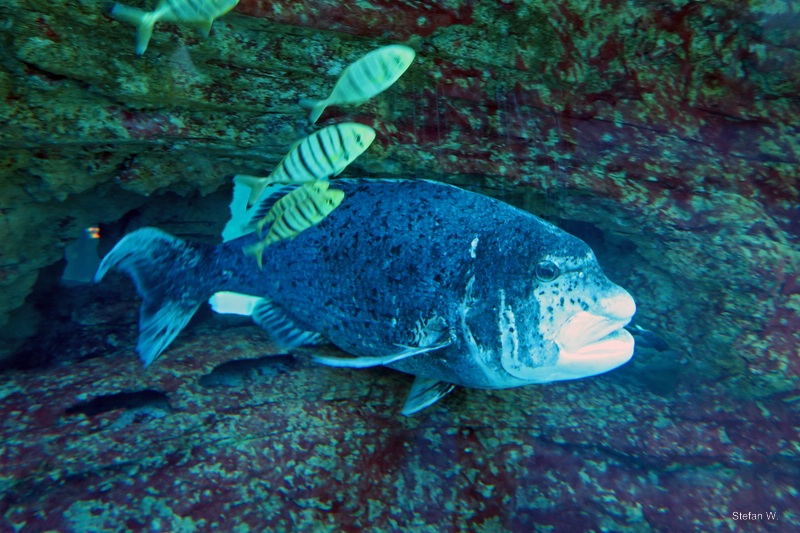 black musselcracker (Cymatoceps nasutus)