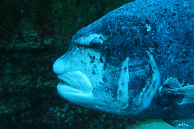 black musselcracker (Cymatoceps nasutus)