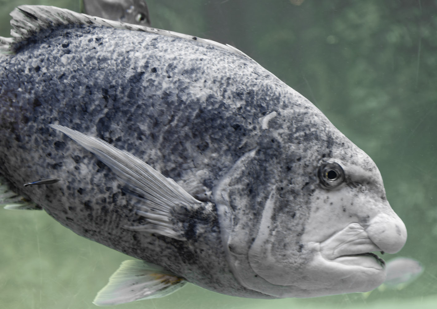 Black musselcracker + little friend