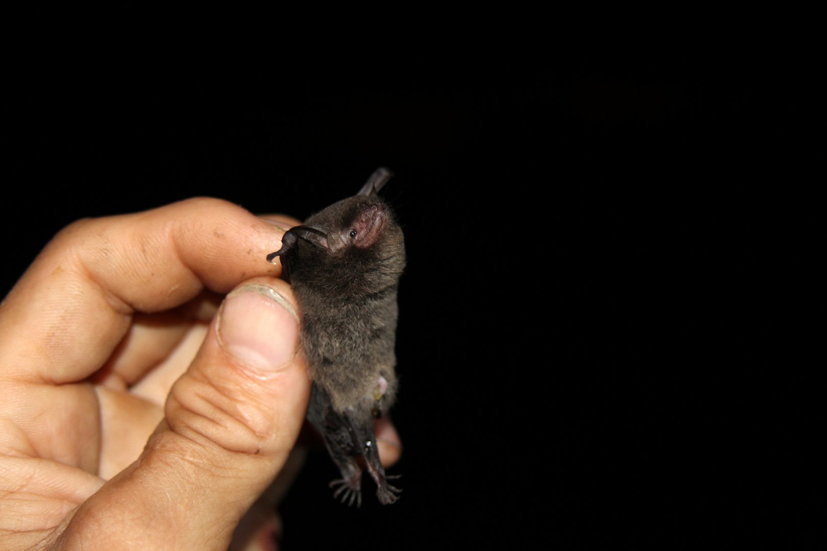 black myotis (Myotis nigricans)