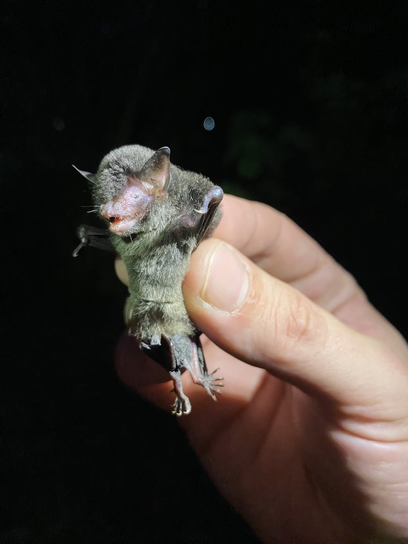 Black Myotis (Myotis nigricans)