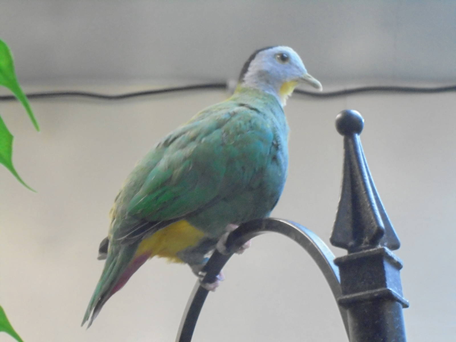 Black-naped Fruit Dove 2015.