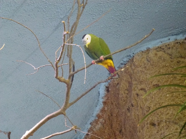 Black-Naped Fruit Dove 23.5.12