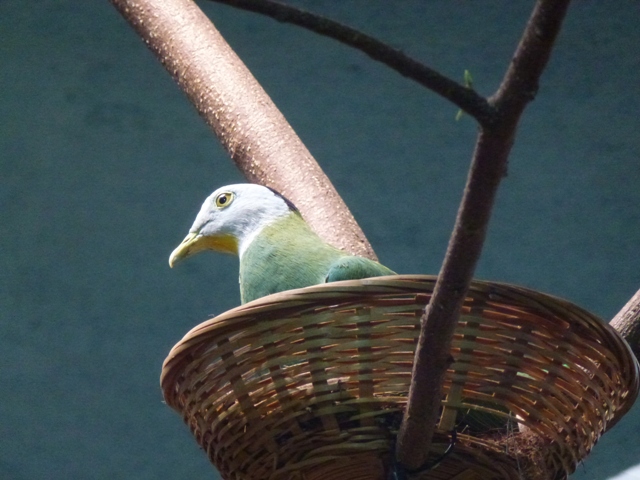 Black-Naped Fruit Dove 23.5.12