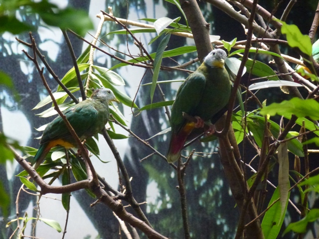 Black-Naped Fruit Dove 23.5.12