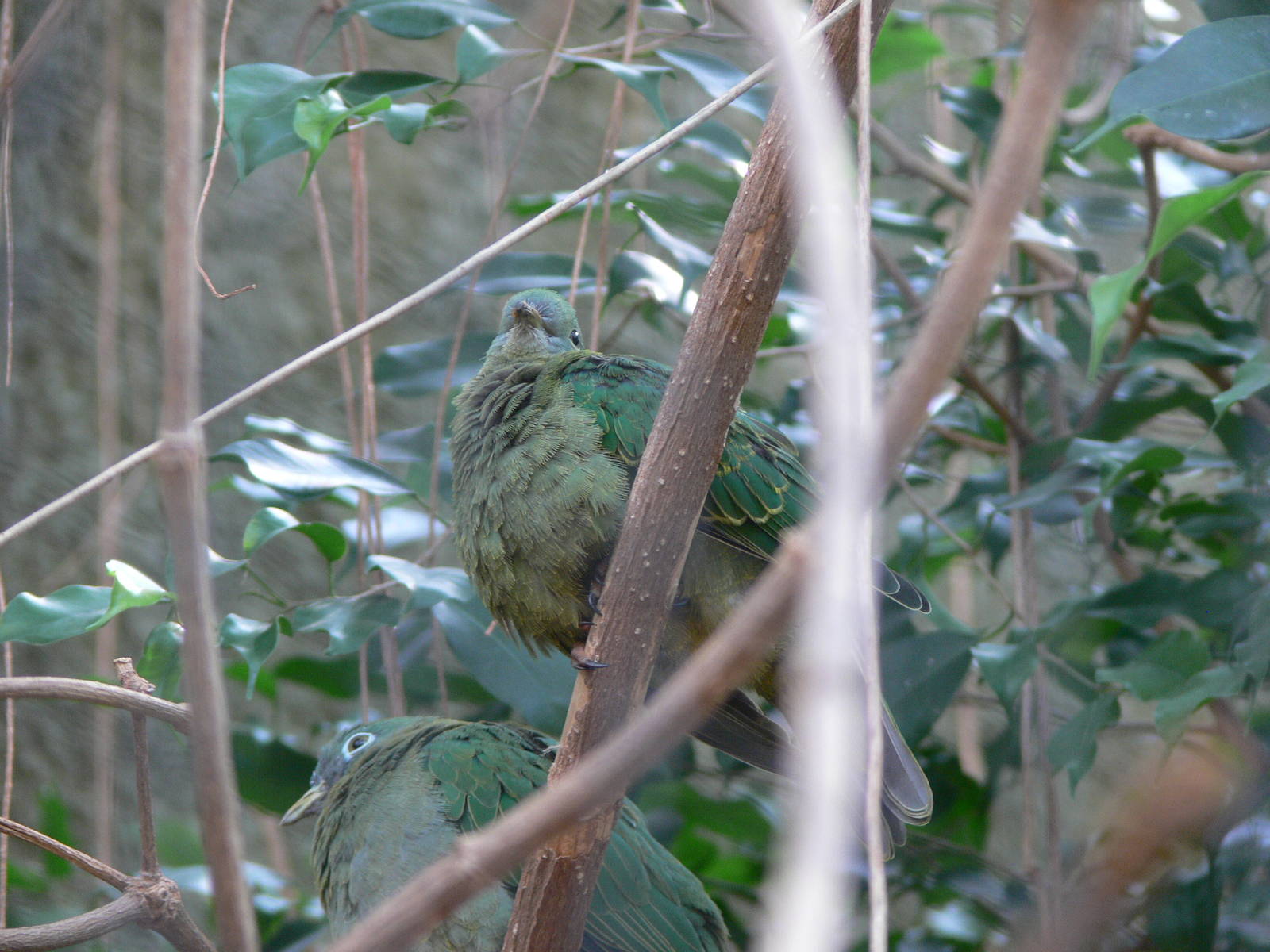 Black Naped Fruit Dove at Chester Zoo, 06/07/13