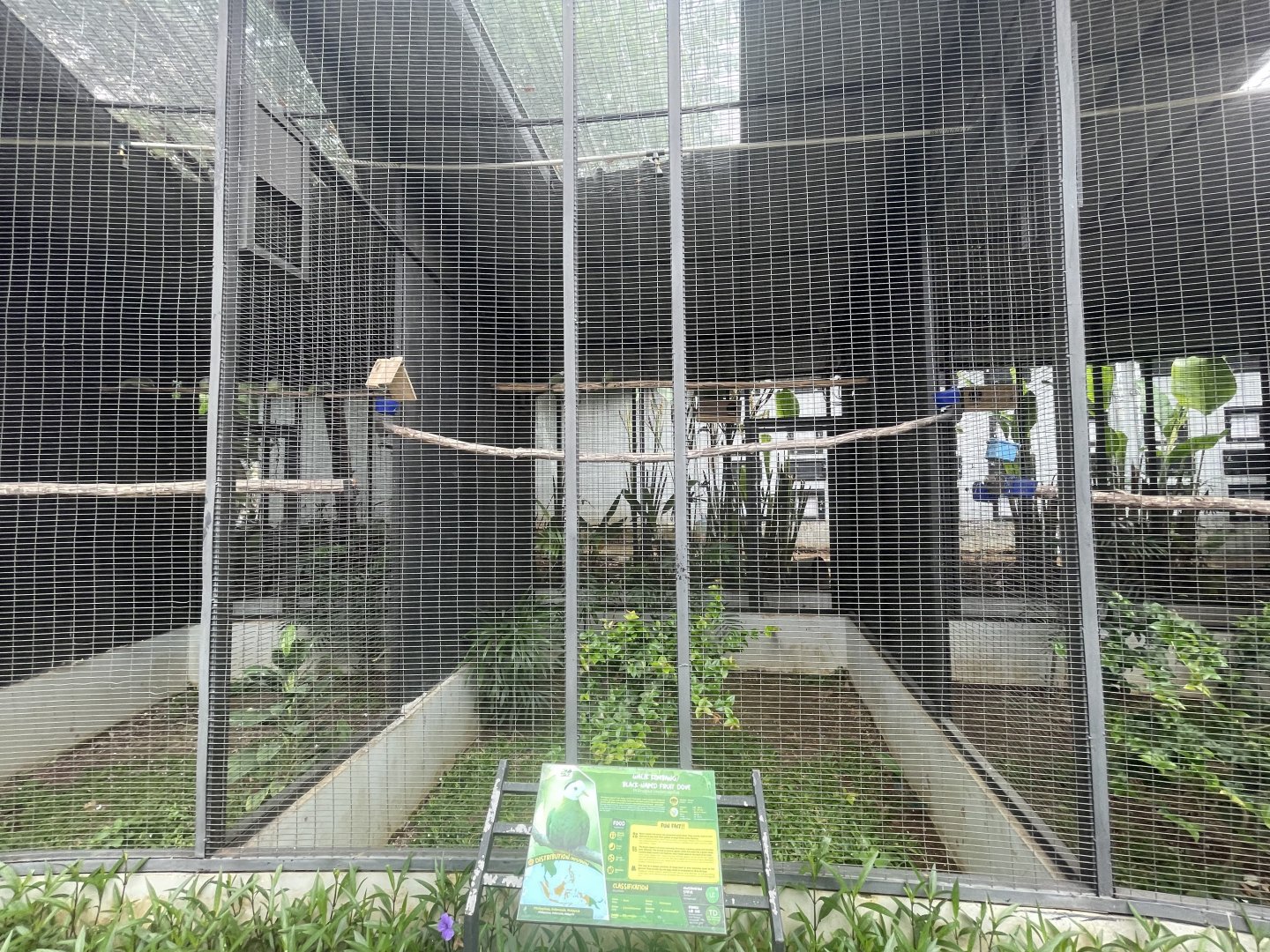 black-naped fruit dove aviary - aviary park