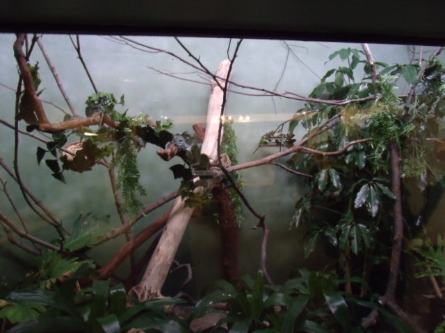 Black-Naped Fruit Dove Enclosure