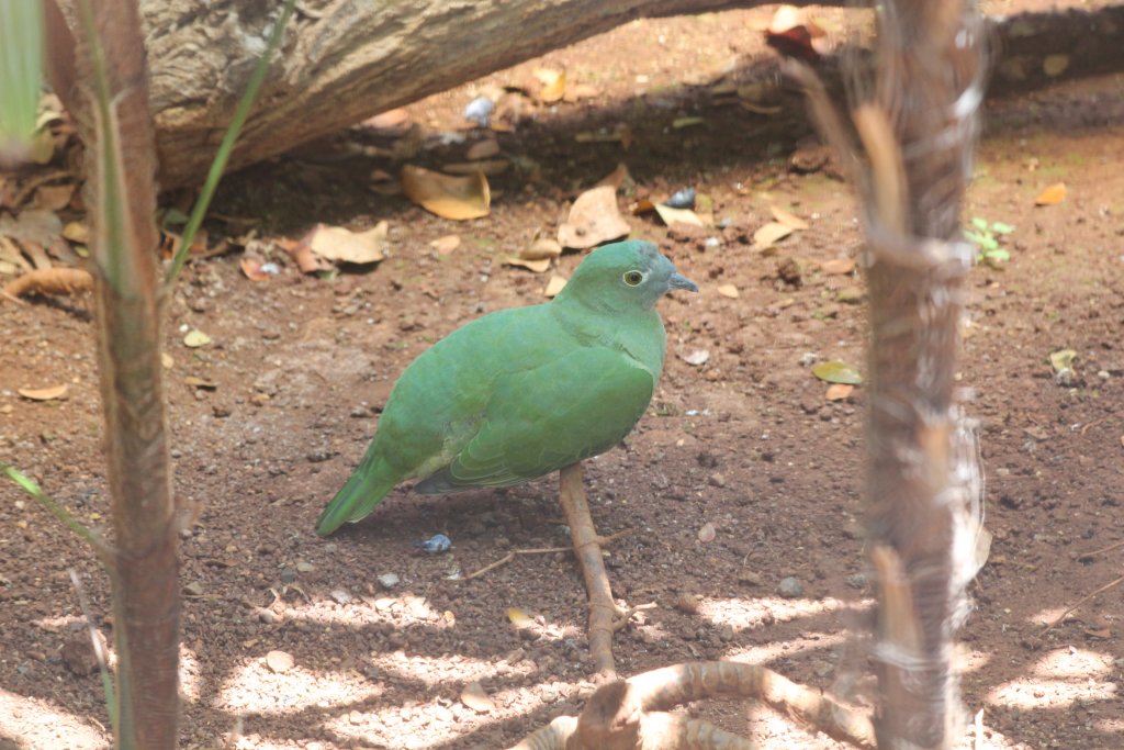 Black-naped Fruit Dove female
