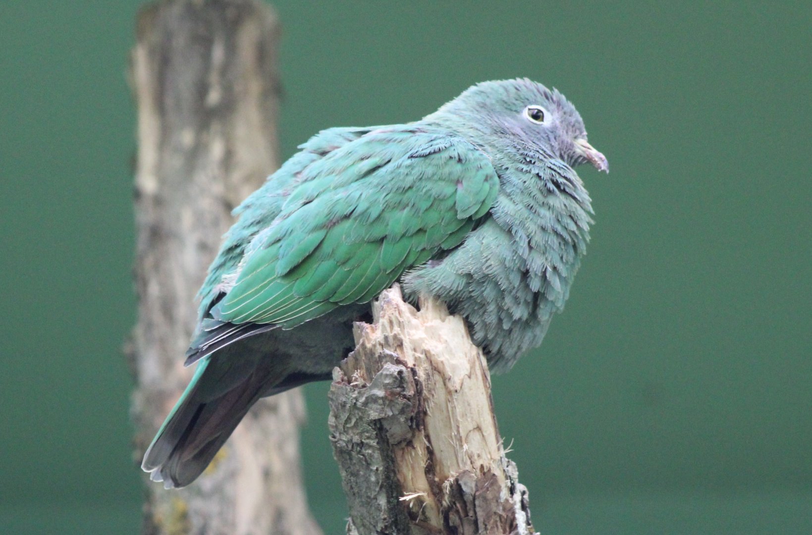 Black-naped fruit-dove - female
