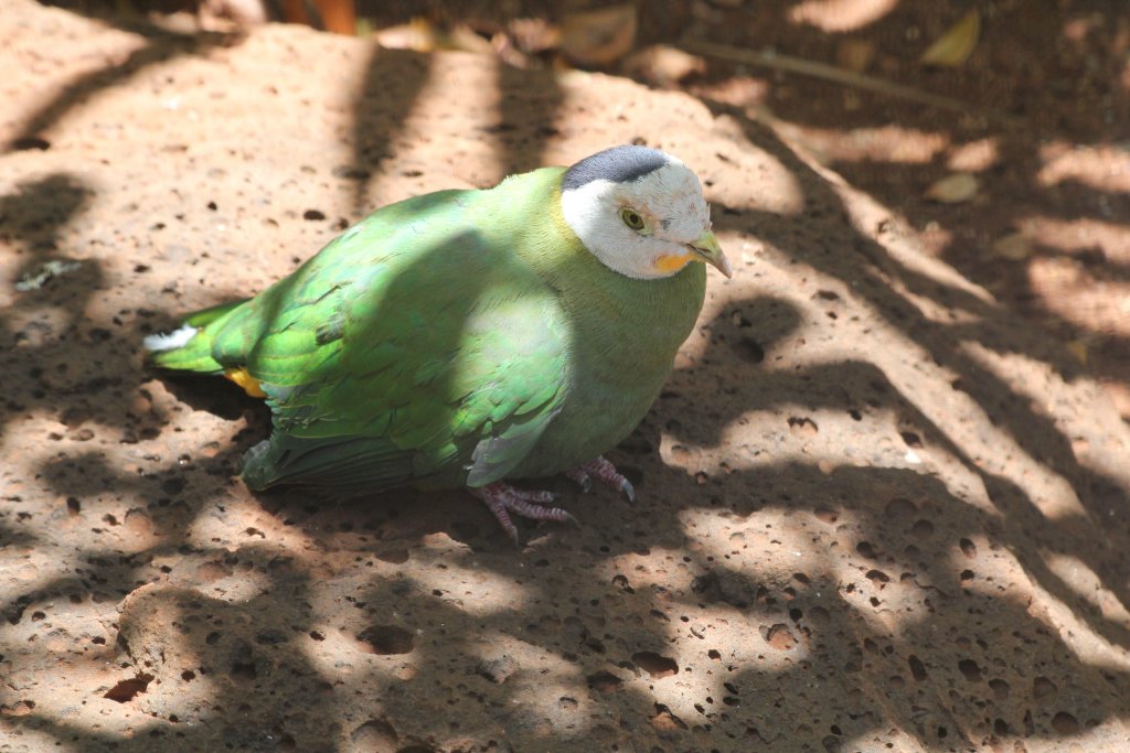 Black-naped Fruit Dove male