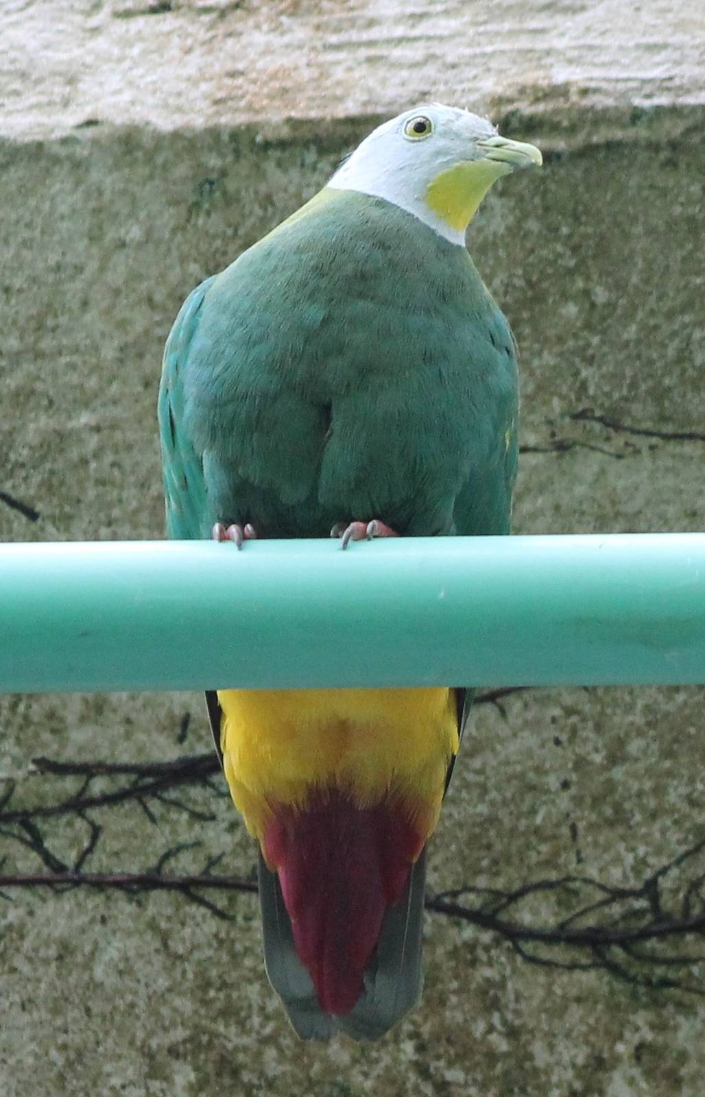 Black-naped fruit-dove male