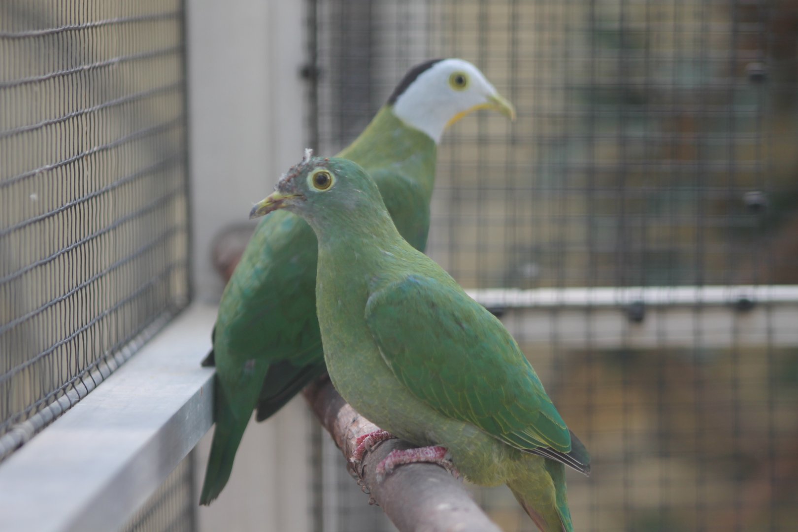 Black-naped fruit-dove-pair