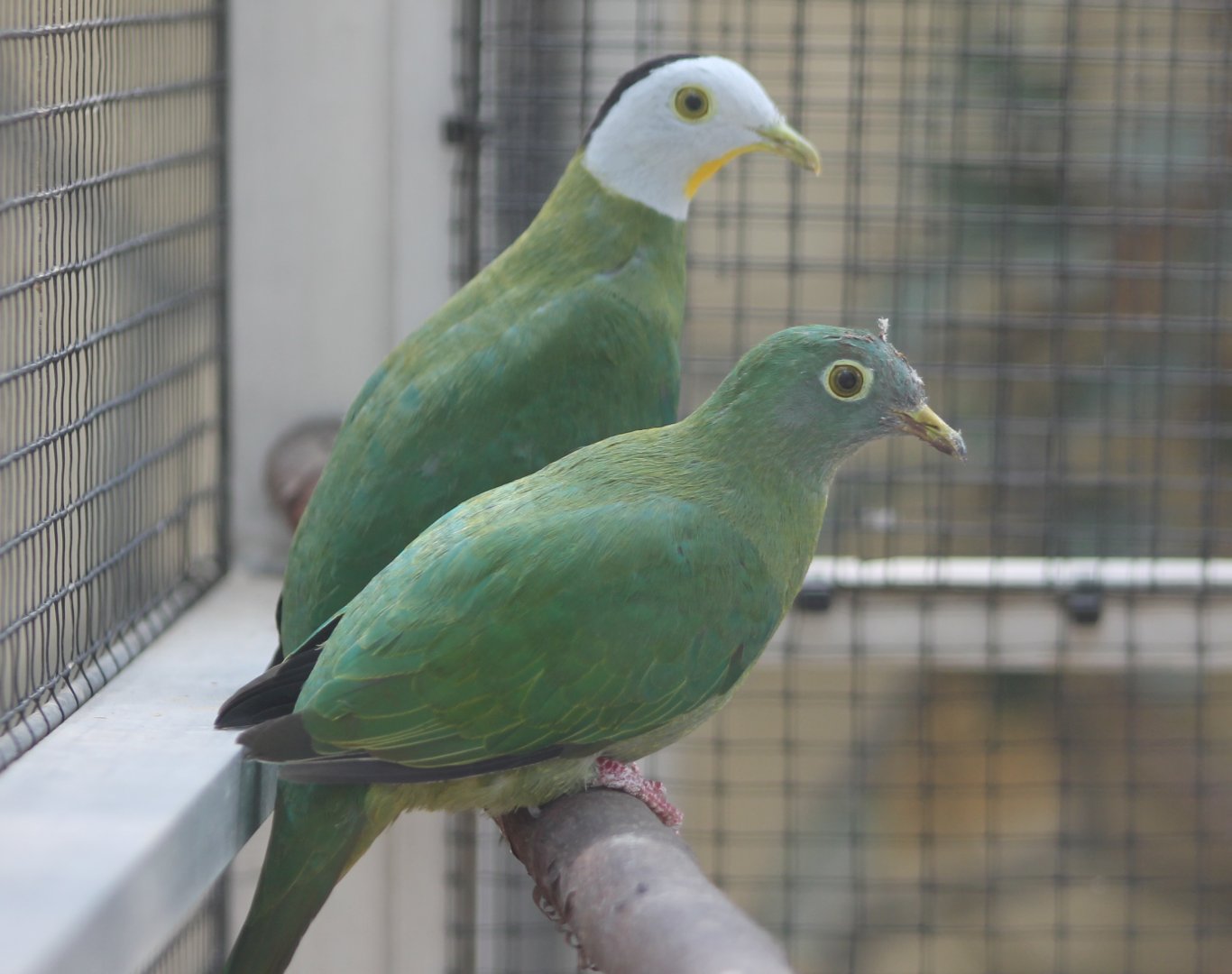 Black-naped fruit-dove-pair