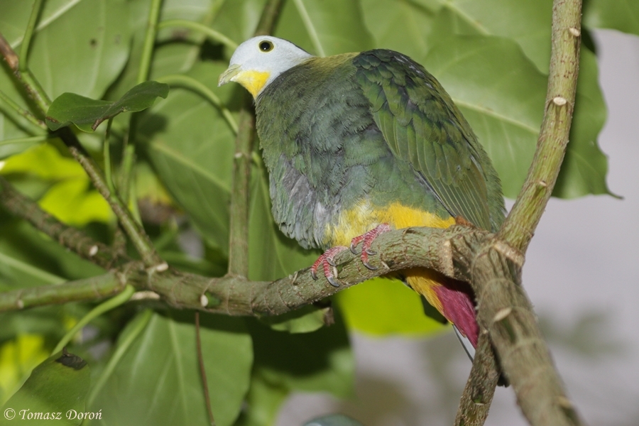 Black-naped Fruit-dove (Ptilinopus melanospila) - male