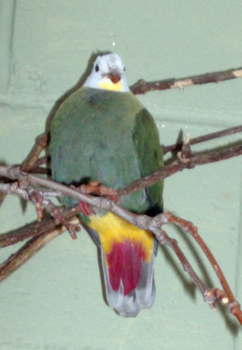 Black-naped Fruit Dove (Ptilinopus melanospila)