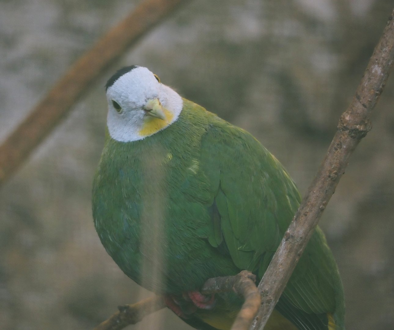 Black-naped fruit-dove (Ptilinopus melanospilus), 2024-05-23