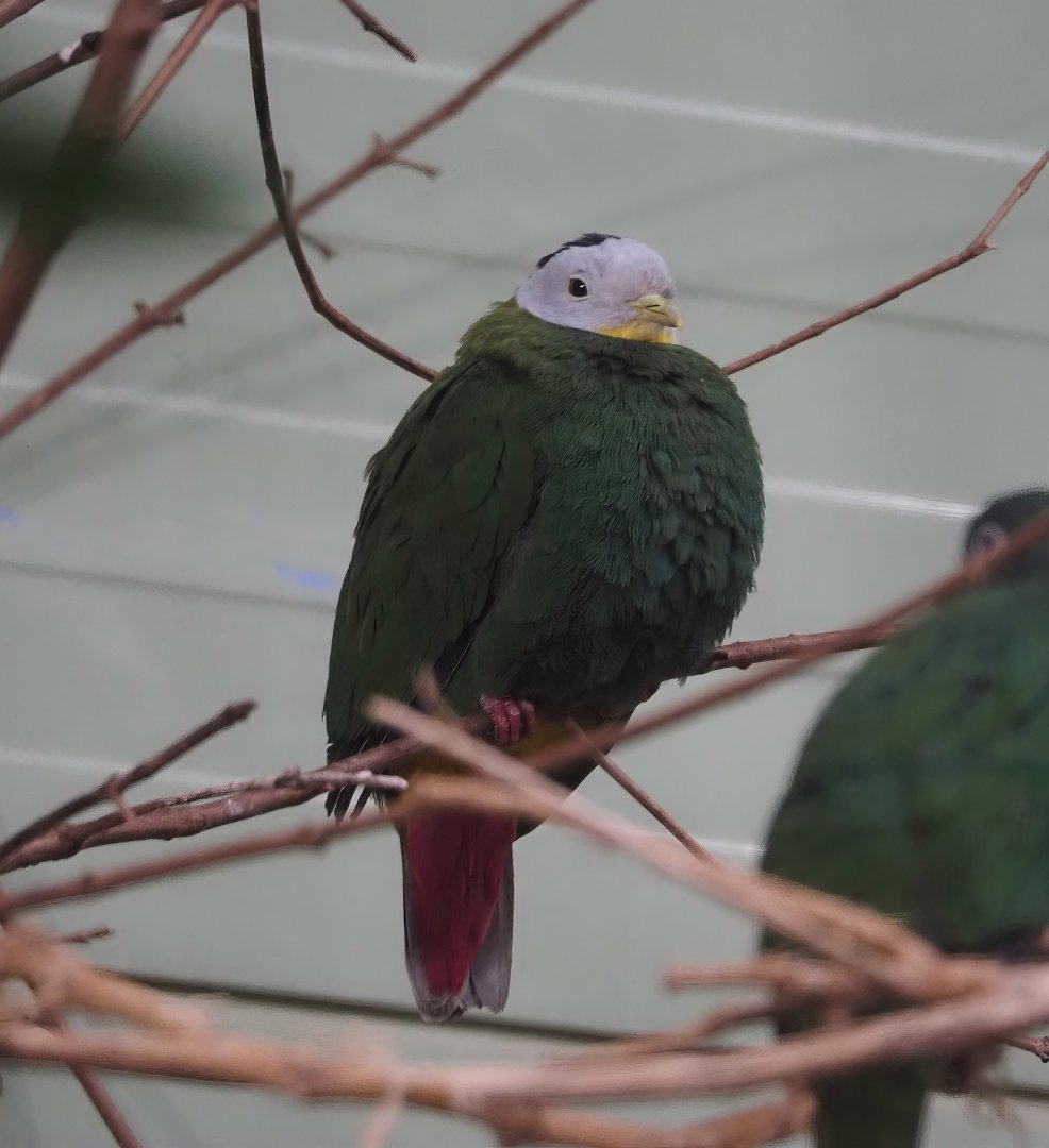Black-naped fruit-dove (Ptilinopus melanospilus), 2024-06-08