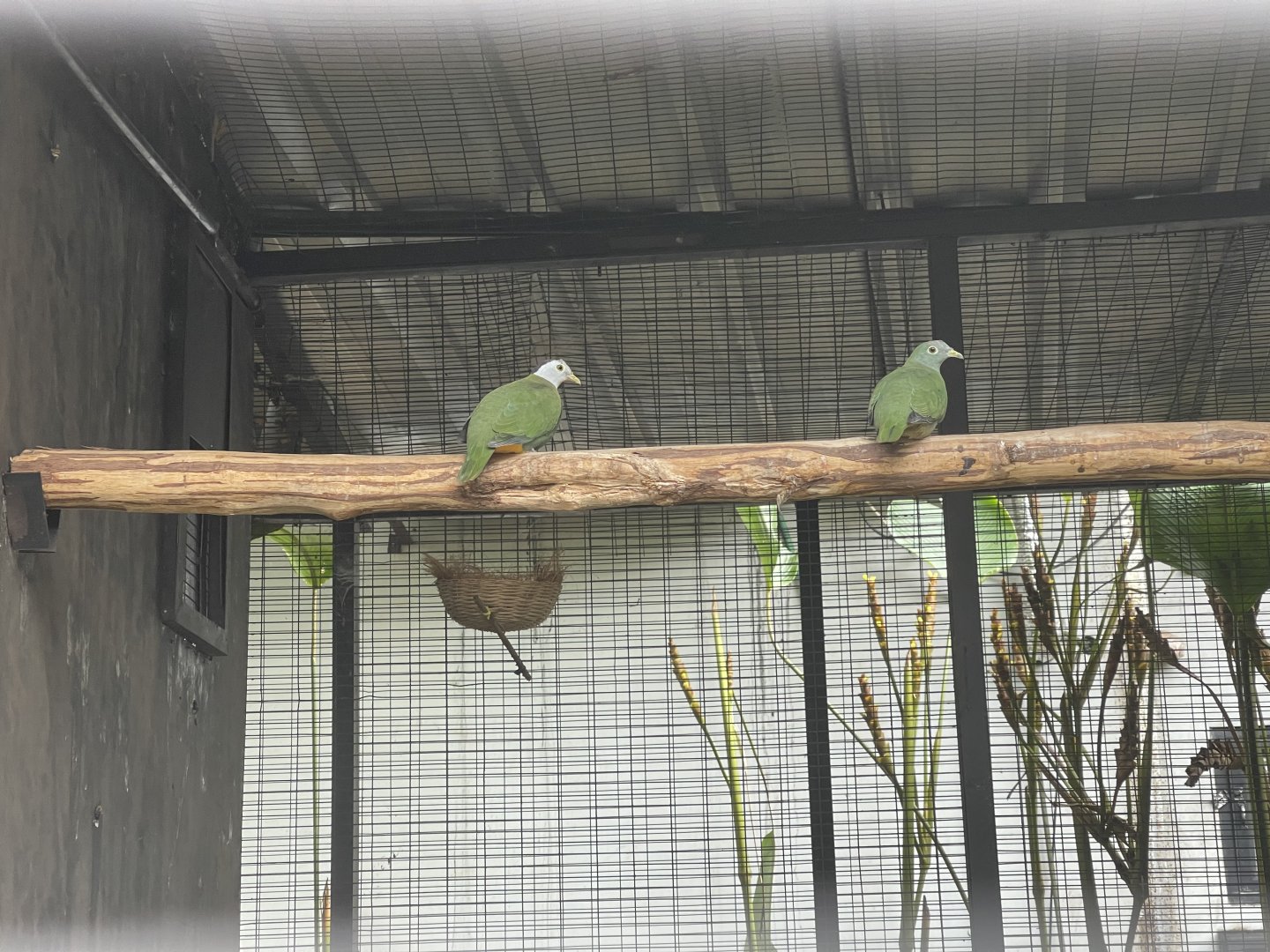 black-naped fruit dove (ptilinopus melanospilus) - aviary park