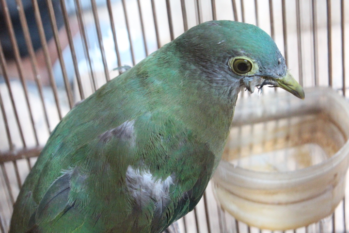 Black-naped fruit dove (Ptilinopus melanospilus melanauchen)