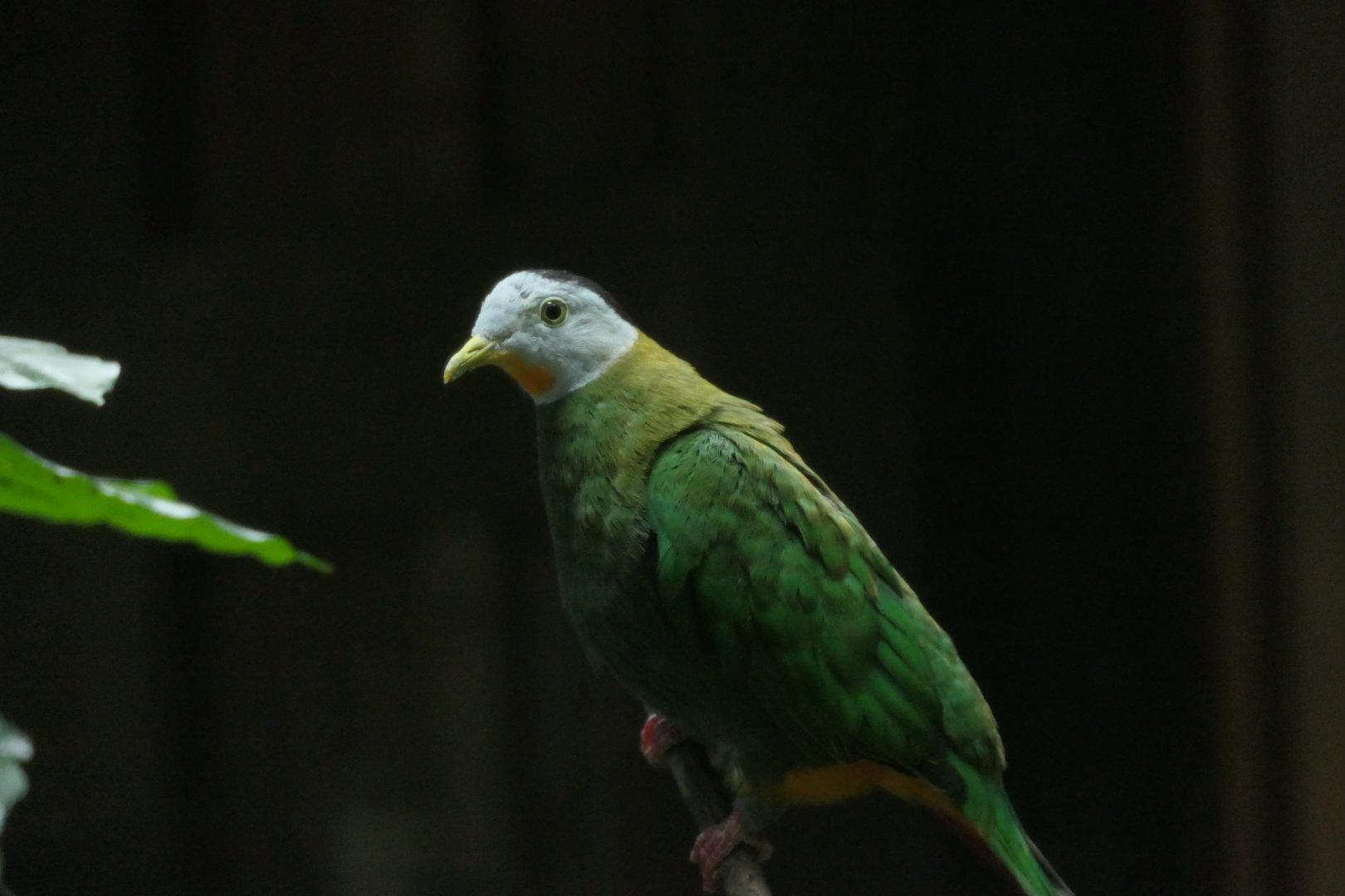Black-naped Fruit Dove - Ptilinopus melanospilus - The Birdhouse