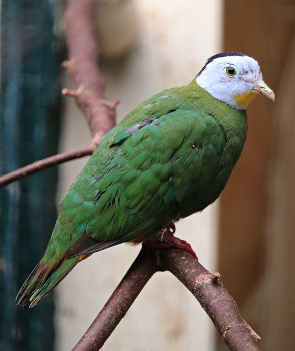 Black-naped fruit dove (Ptilinopus melanospilus)