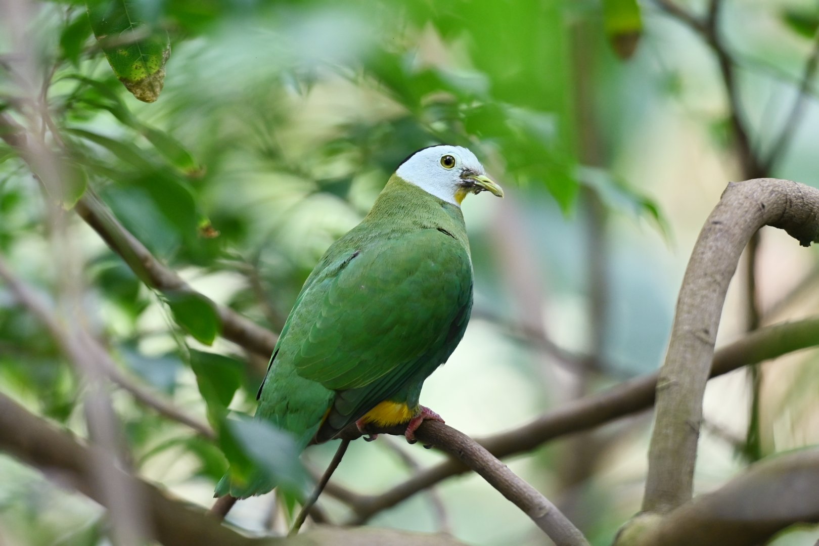 Black-naped fruit-dove Ptilinopus melanospilus