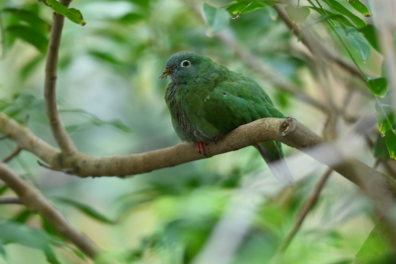 Black-naped fruit-dove Ptilinopus melanospilus