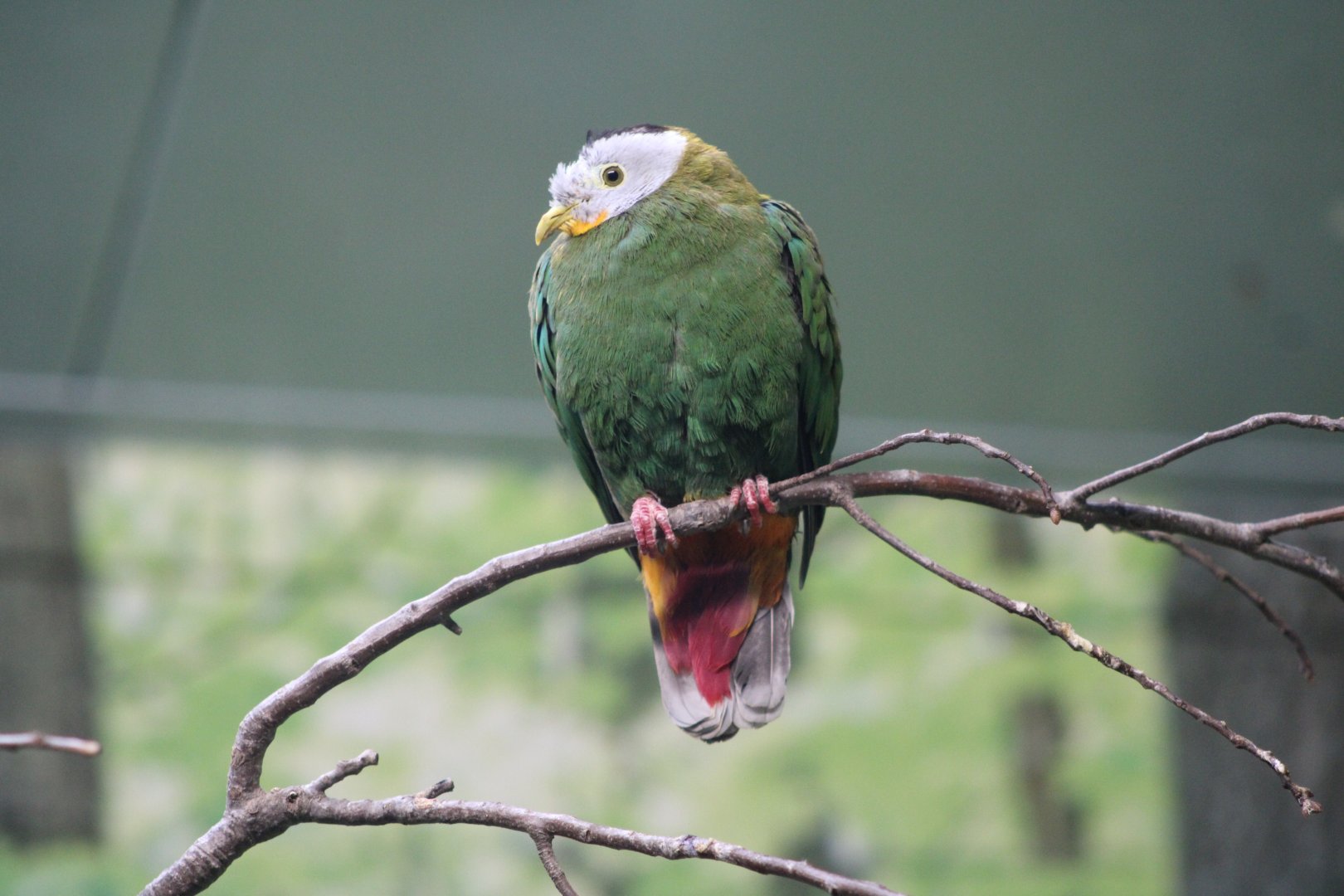 Black-Naped Fruit Dove (Ptilinopus melanospilus)