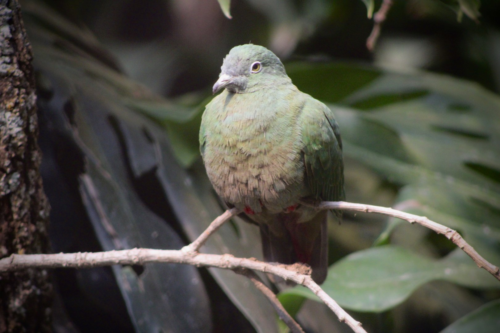 Black-Naped Fruit Dove (Ptilinopus melanospilus)