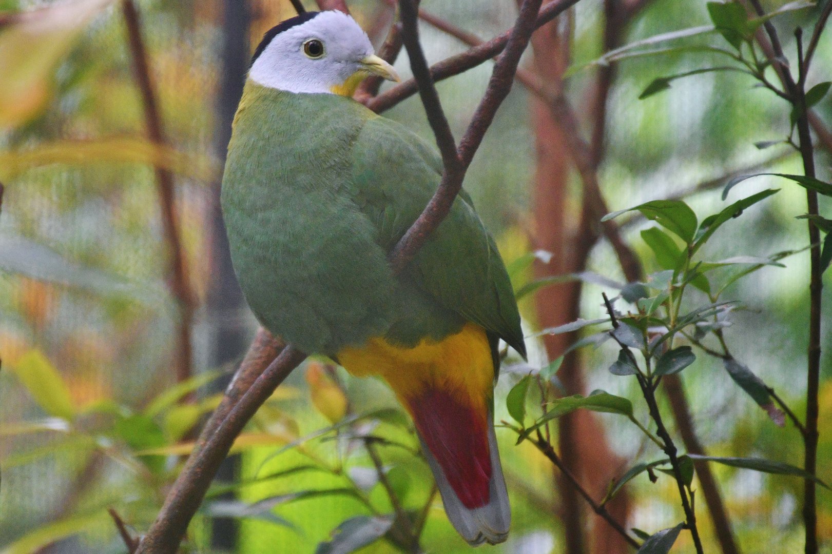 Black-naped Fruit Dove (Ptilinopus melanospilus)