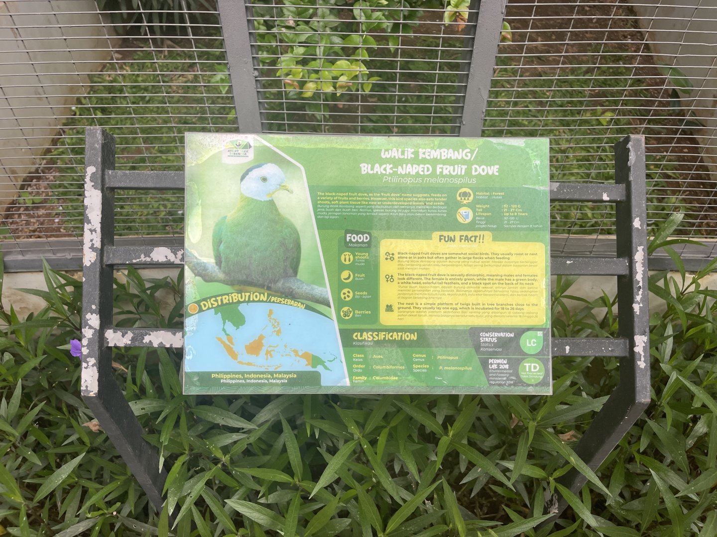 black-naped fruit dove signage - aviary park