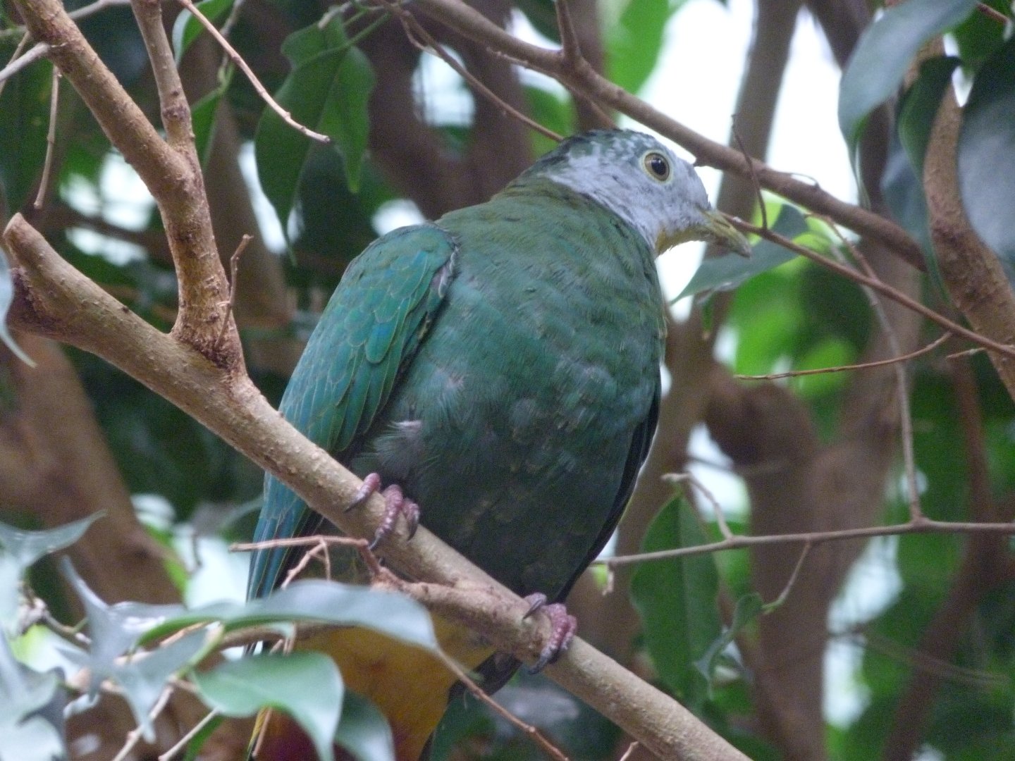 Black-naped fruit dove -Zoologischer Garten Berlin (2024)