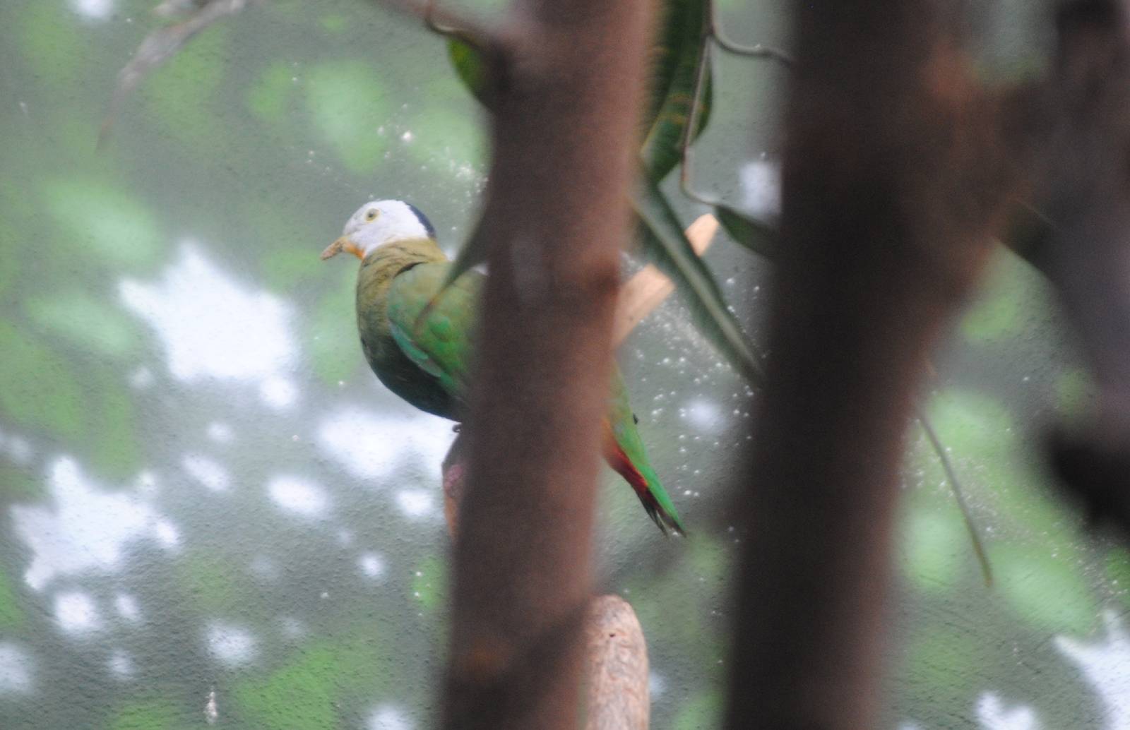 Black-Naped Fruit Dove