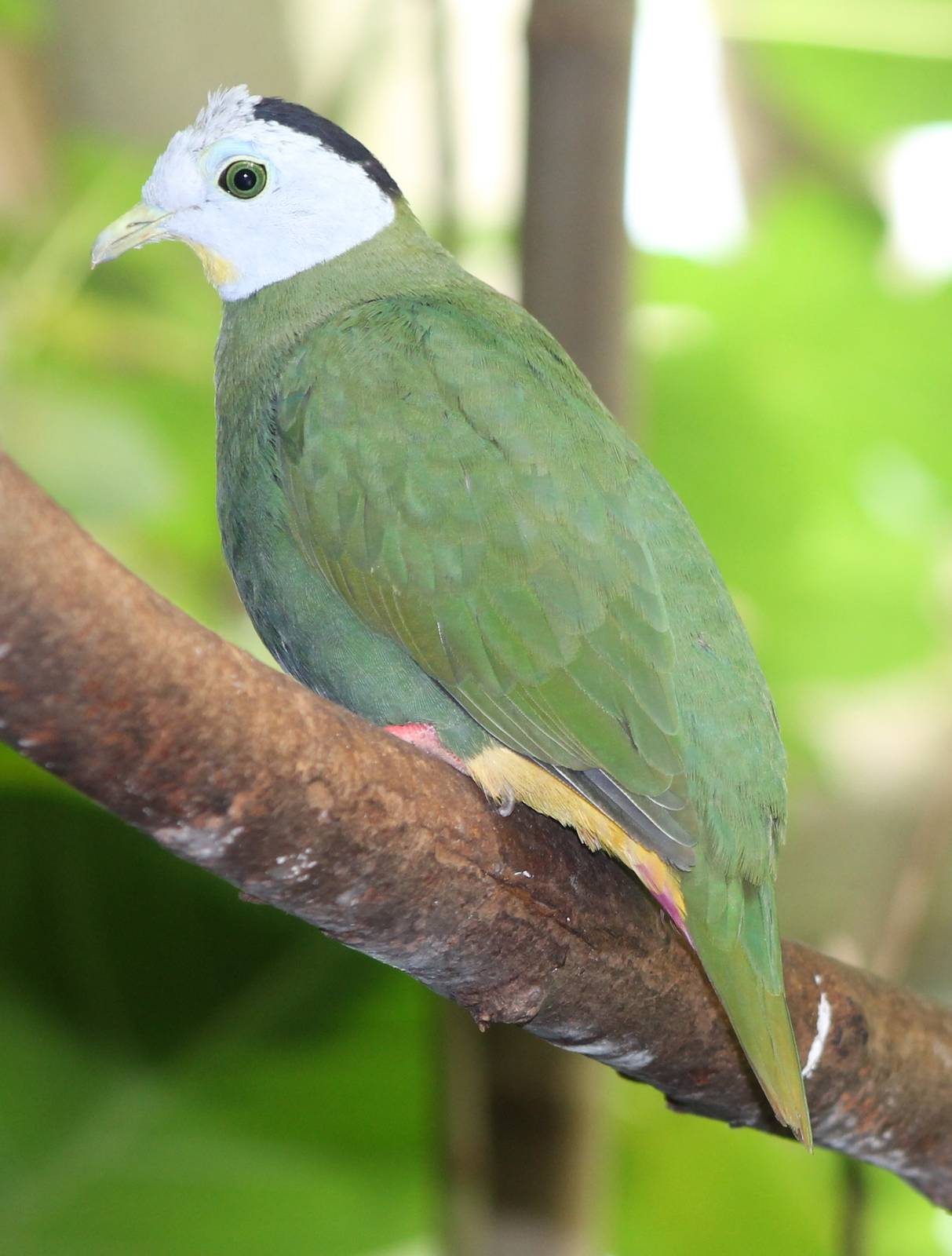 Black-naped fruit dove