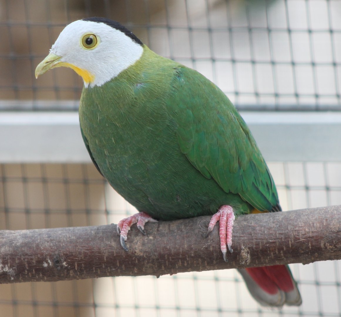 Black-naped fruit-dove