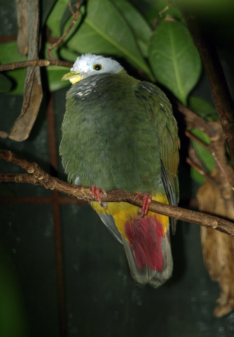 Black-naped fruit dove?