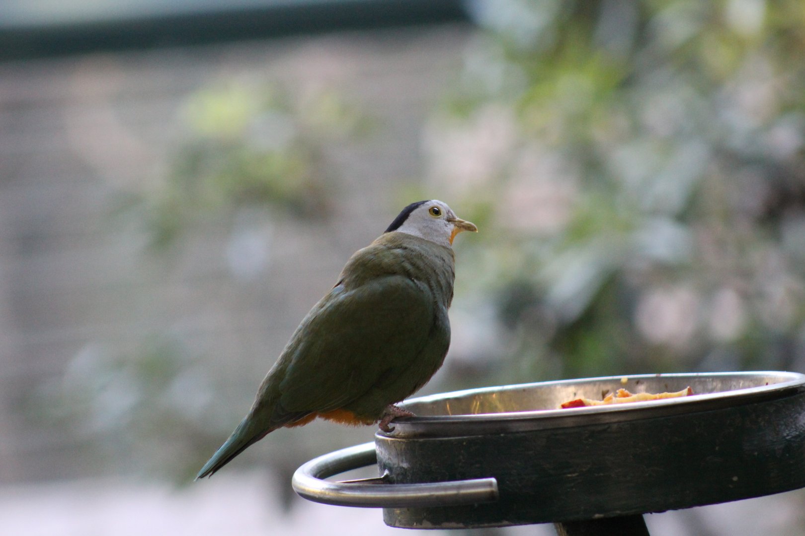 Black-Naped Fruit-Dove