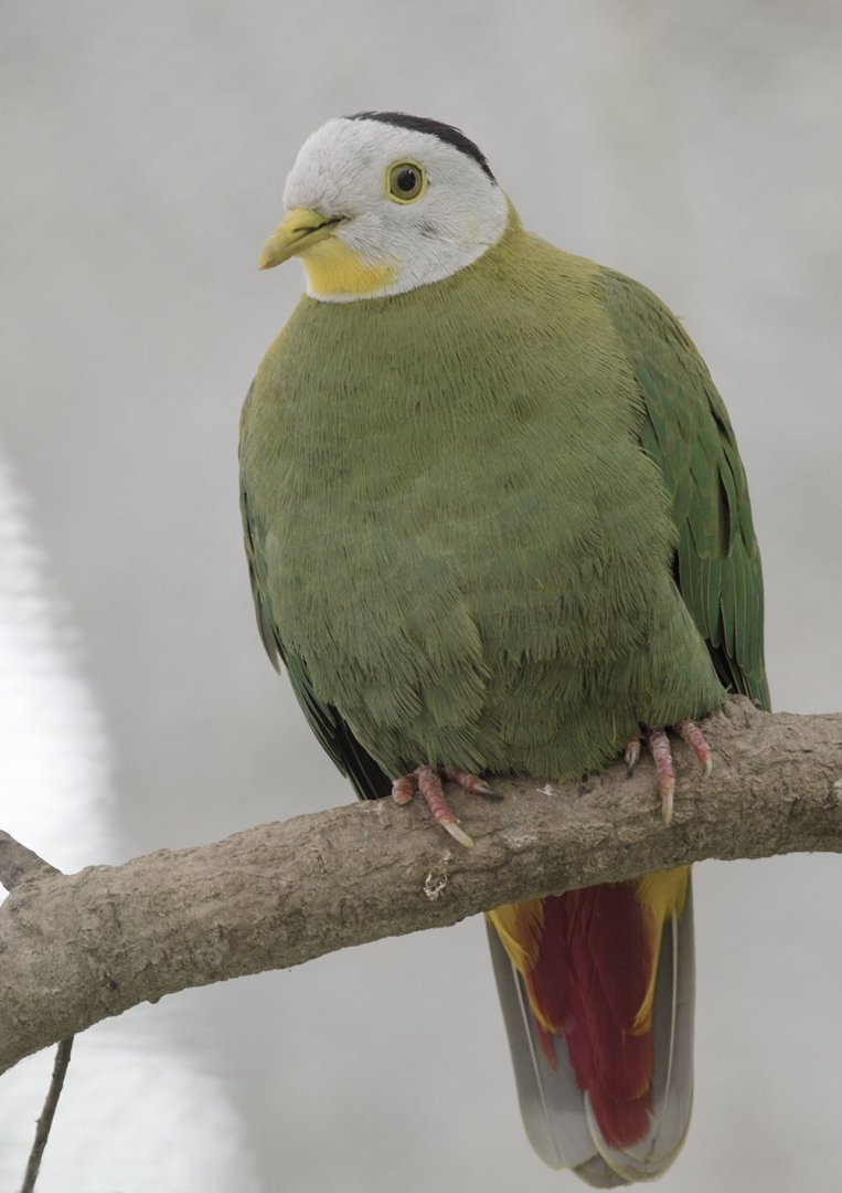 Black-naped fruit dove