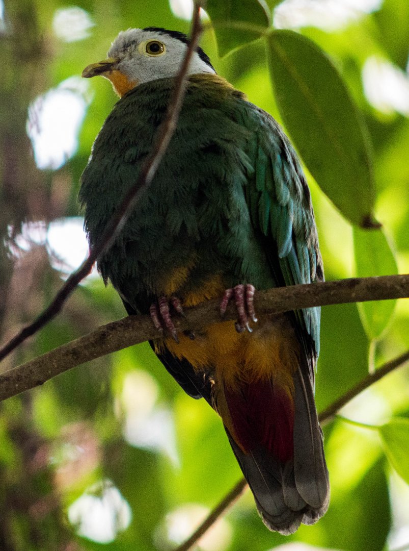 Black-naped fruit dove