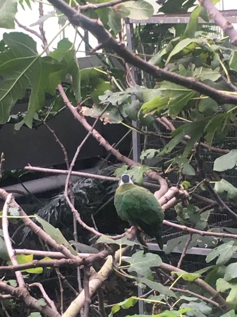 Black-naped fruit dove