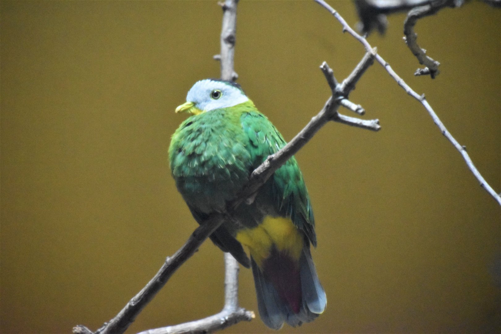 Black-naped fruit dove