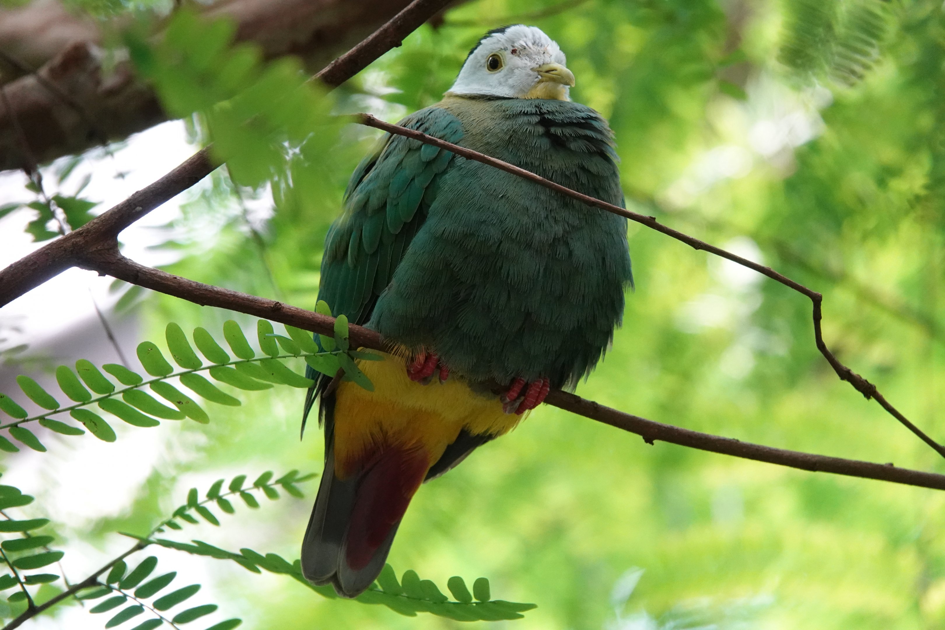 Black-naped fruit-dove