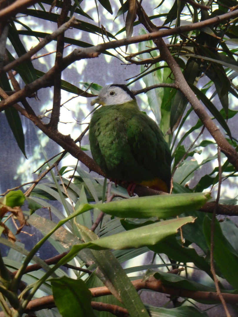 Black-naped fruit dove