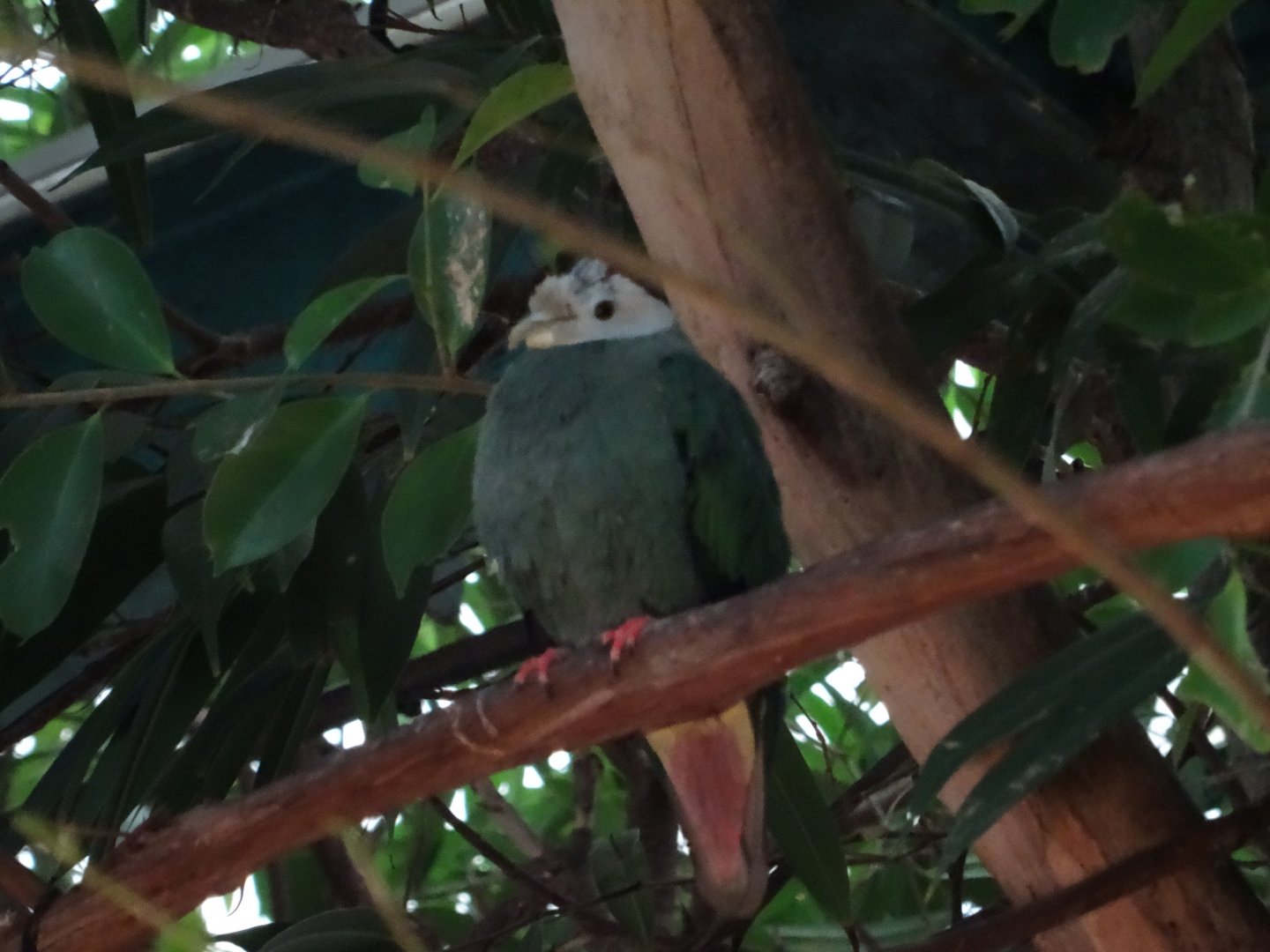 Black-Naped Fruit Dove