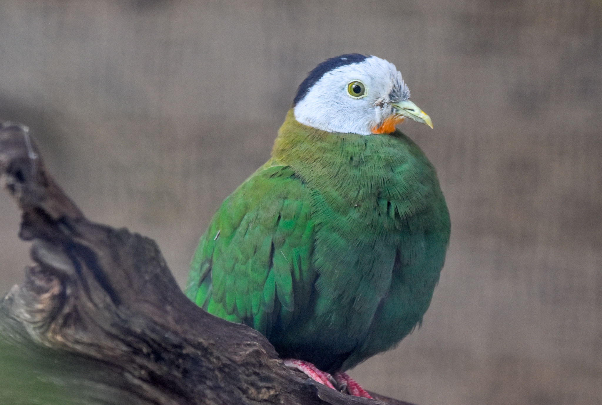 Black-naped Fruit-Dove